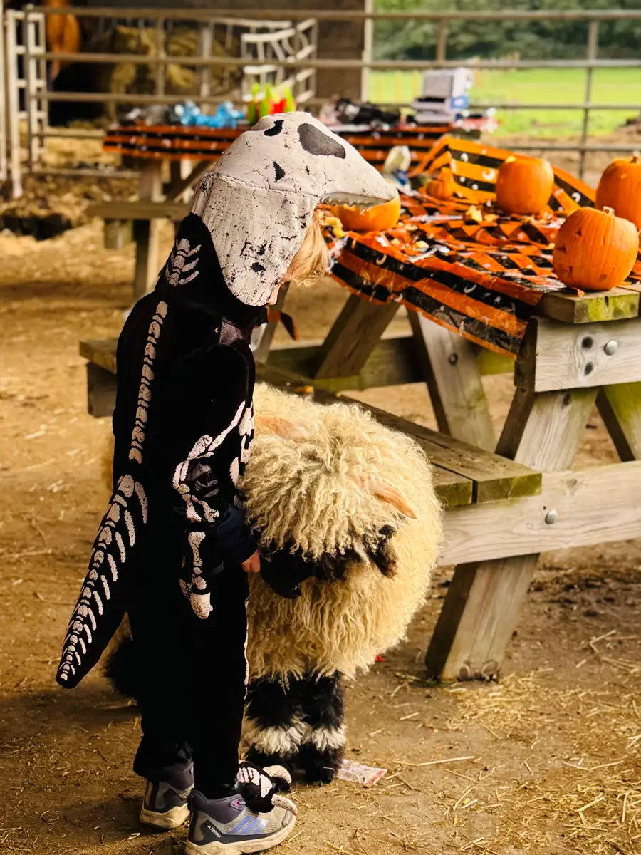 A child in a skeleton costume meeting one of our Valais Blacknose lambs