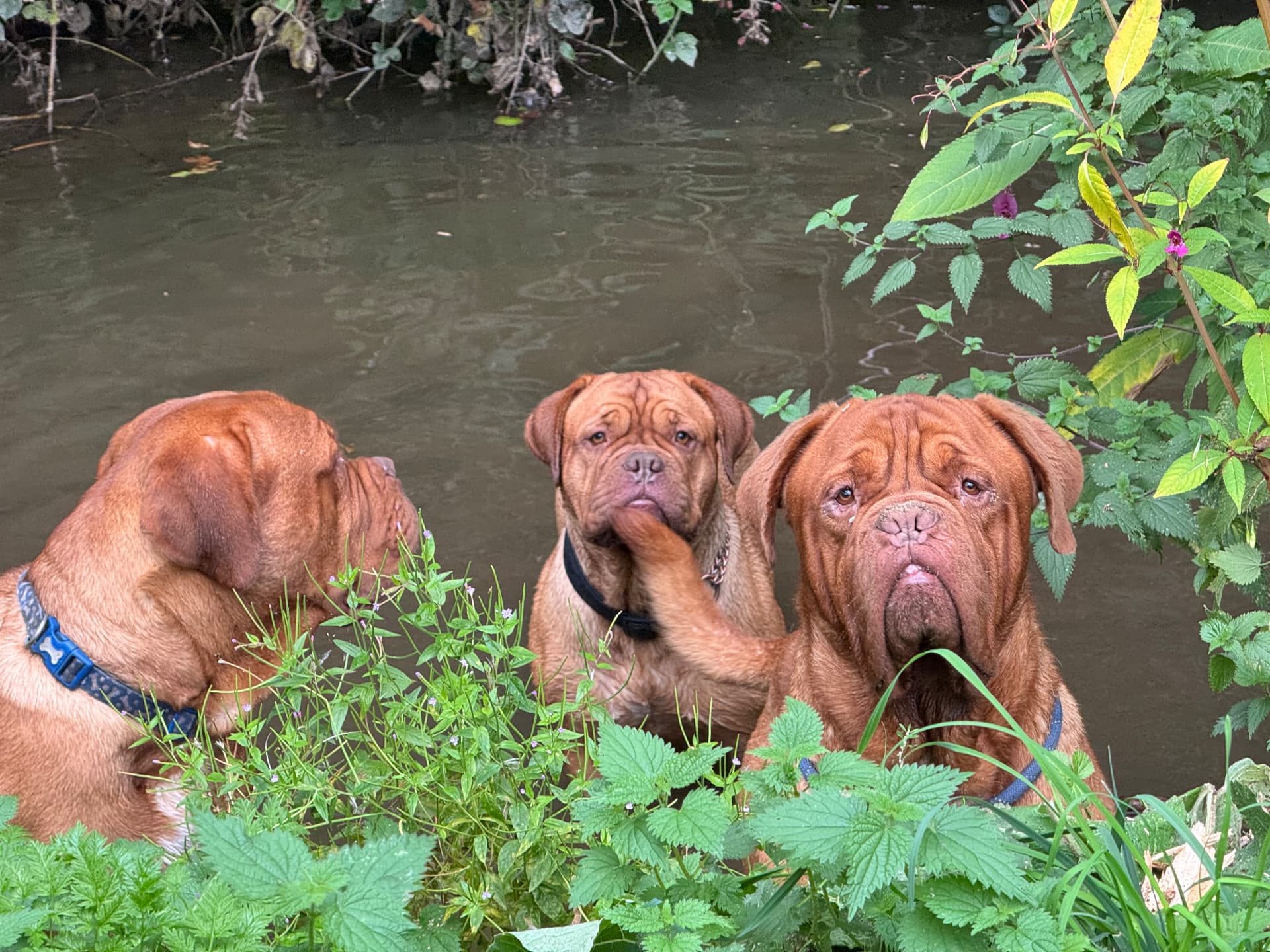 Three dogs sitting by the brook