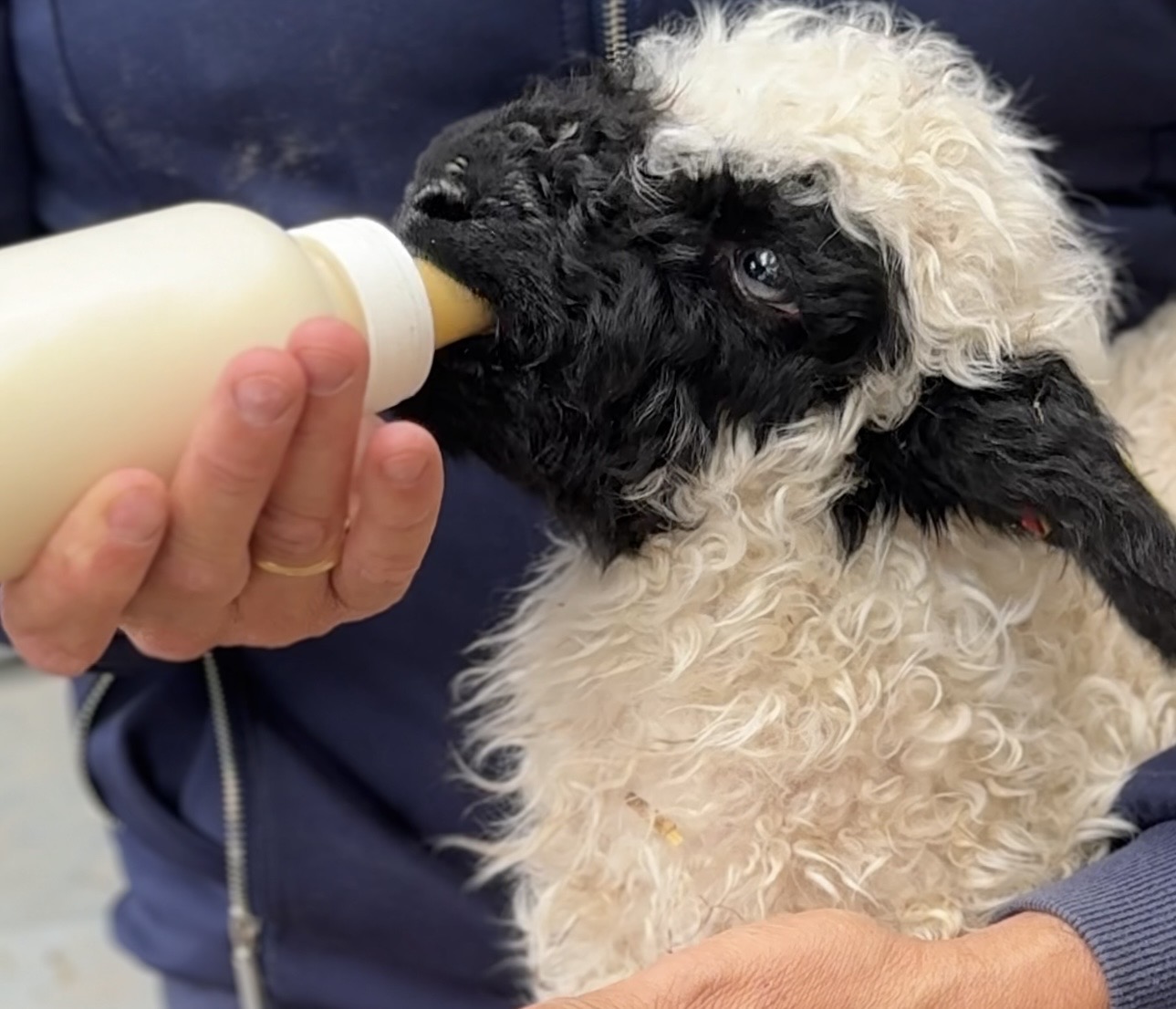 Valais Blacknose lamb being bottle-fed at Riverside Valley