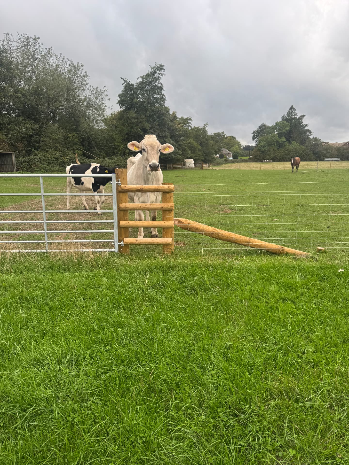 A cow at the farm field gate