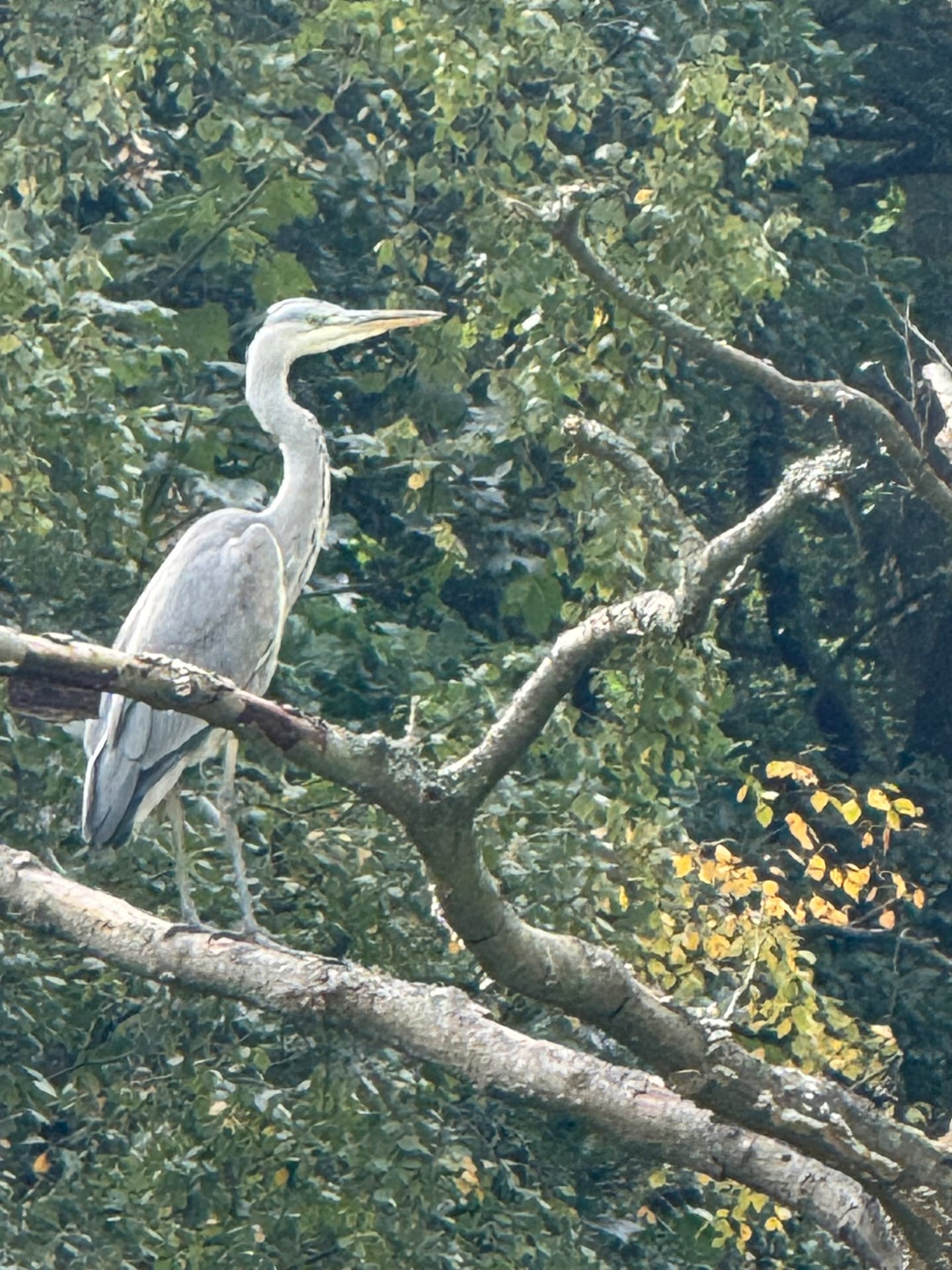 A heron perched above the river